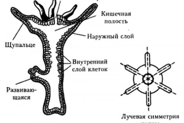 Кракен вход